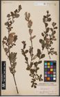 Foto von Salix aurita L.